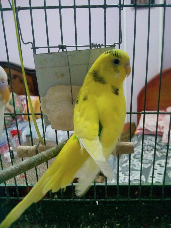 صورة