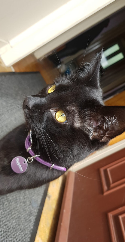 103724231_3294389783905549_1784439419990318153_n