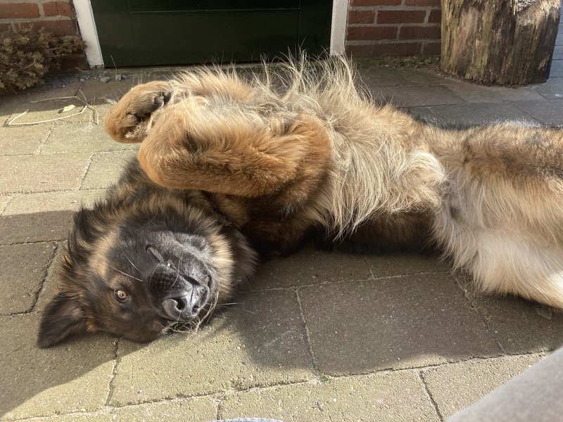 Afbeelding
