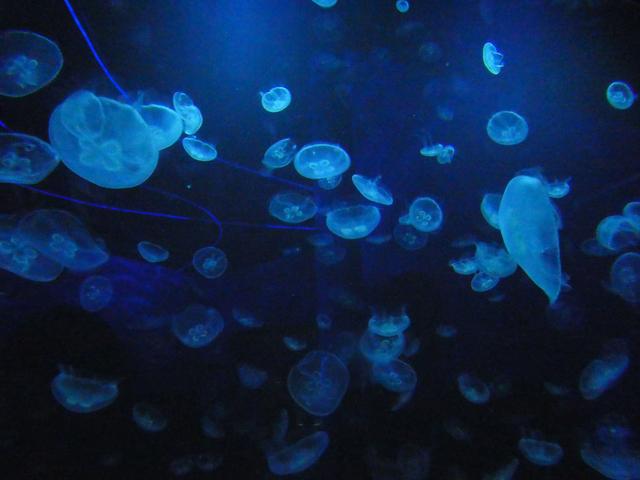 VALENCIA en un fin de semana - Blogs of Spain - Sábado 30/12: Llegada a Valencia y visita al Oceanogràfic (21)