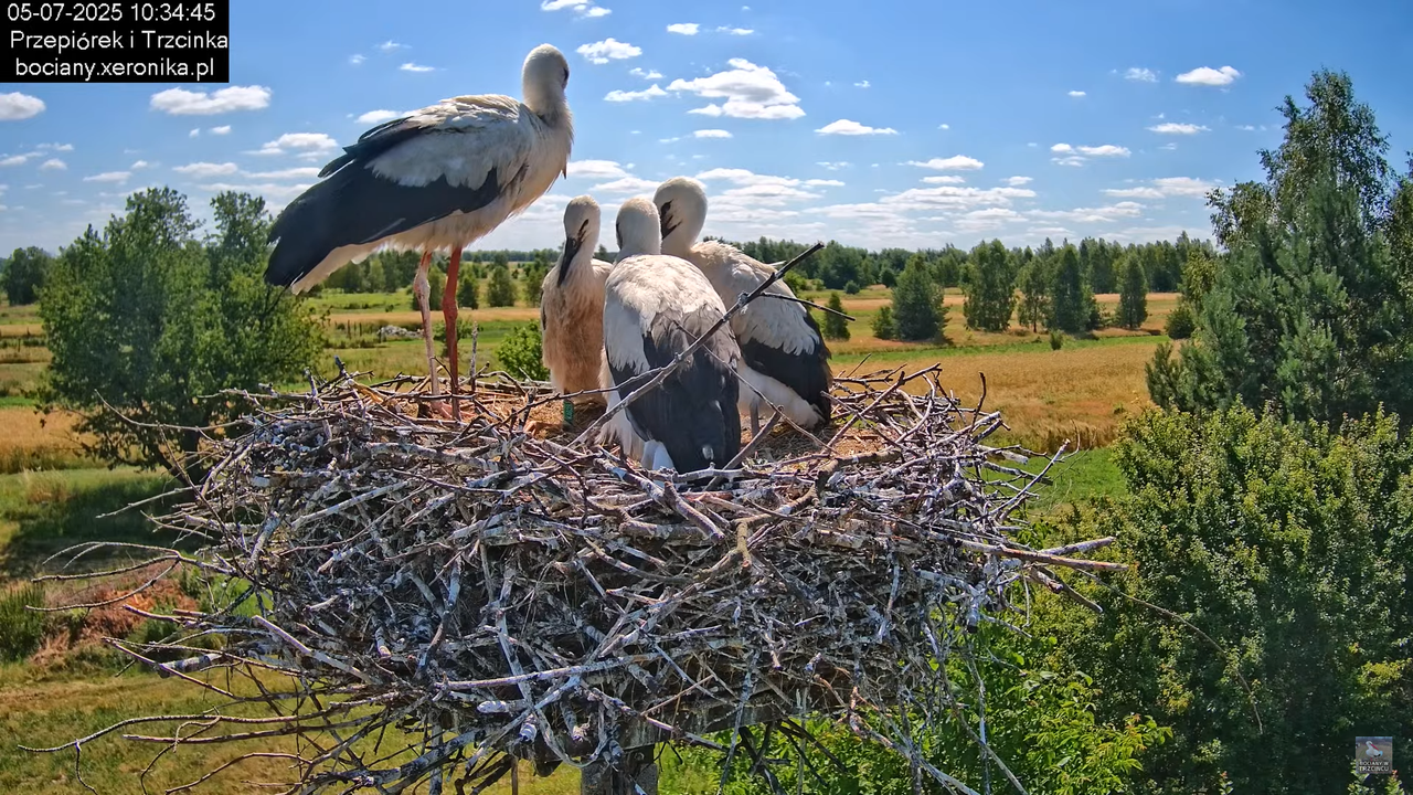 05072025bociany34