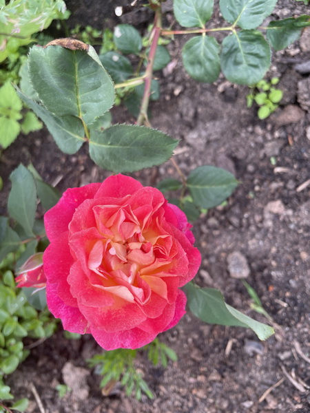 https://i.postimg.cc/qRDCx7zv/IMG-1813.jpg