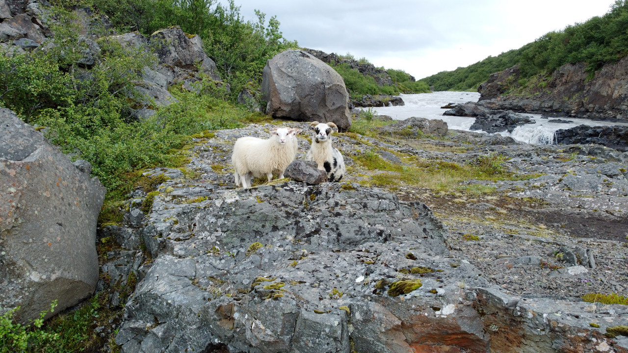 Iceland, Las fuerzas de la naturaleza (2021) - Blogs de Islandia - Norte: Agua y piedras (68)