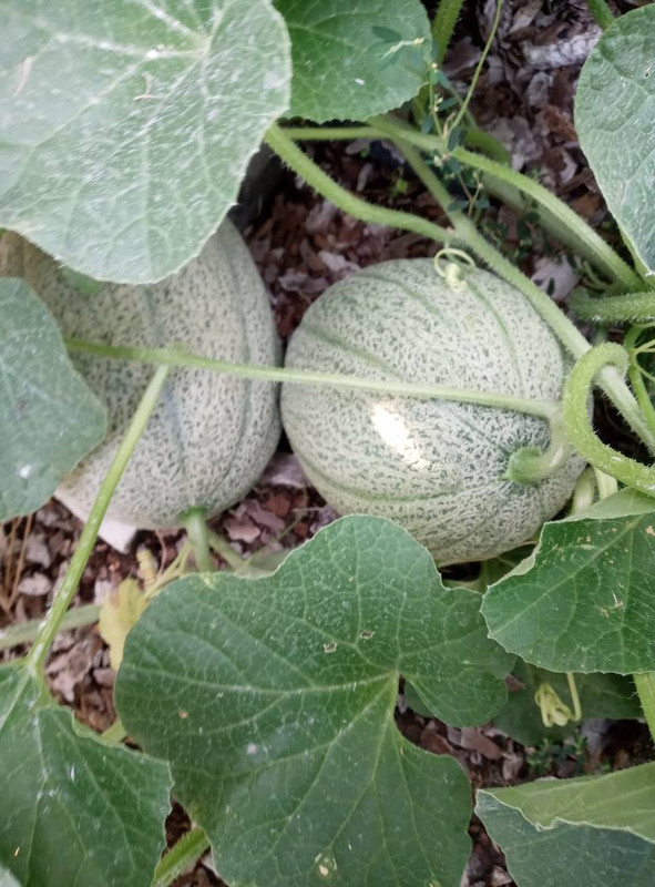 CANTALOPE #2