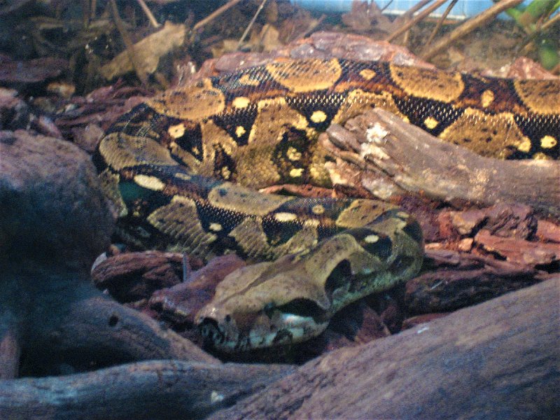ZOO DE MADRID-1992/2001/2006/2007-MADRID - Paseando por España-1991/2016 (30)
