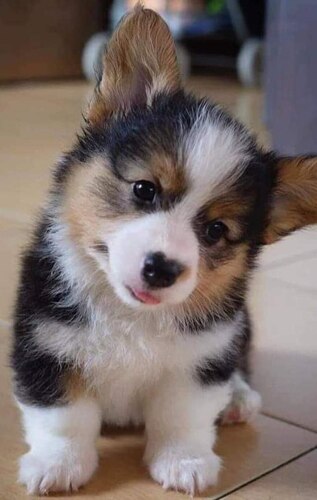 Dog-cutie