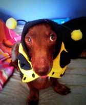 [Image: 80266794-3653125001371783-5410080654471725056-n-1.jpg]