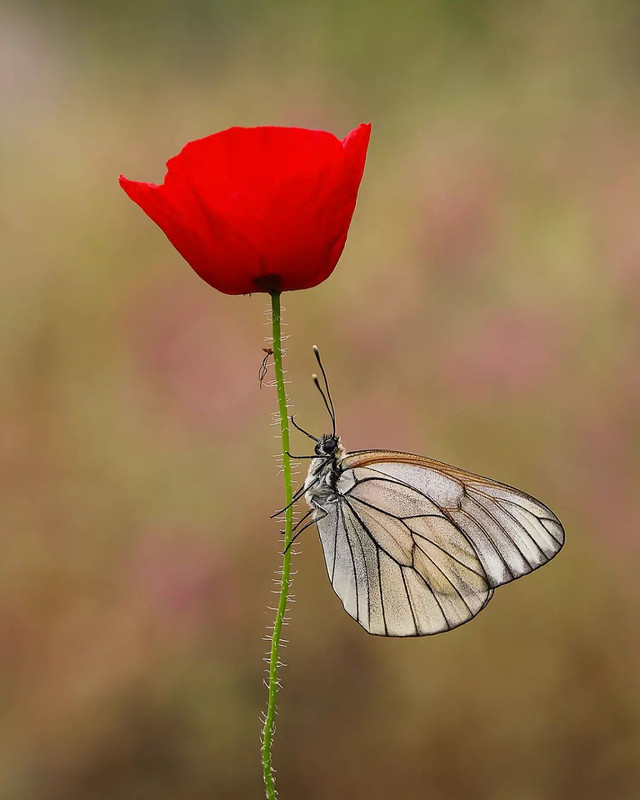 [Image: 275242350-3262841590611498-7671102492449159542-n.jpg]