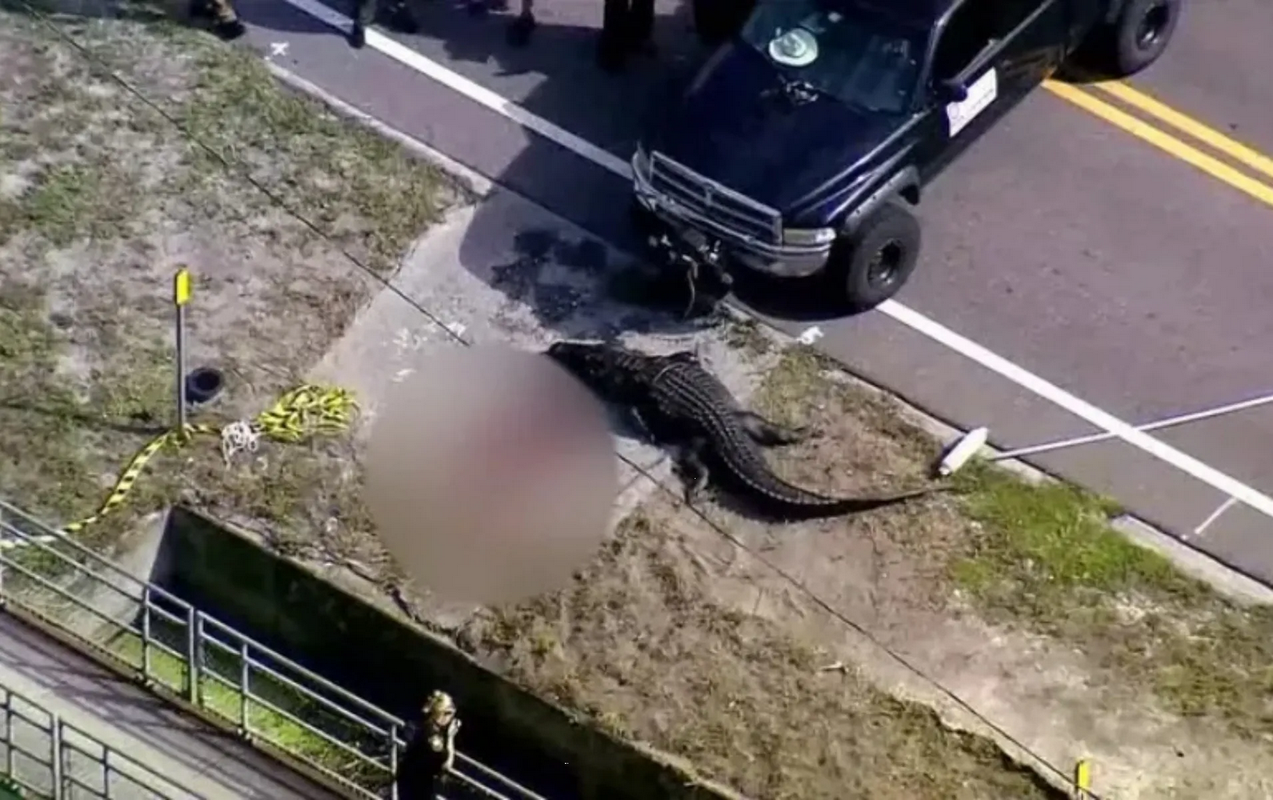 Aterrador video: Hallan caimán gigante junto charco de sangre, se comió una persona