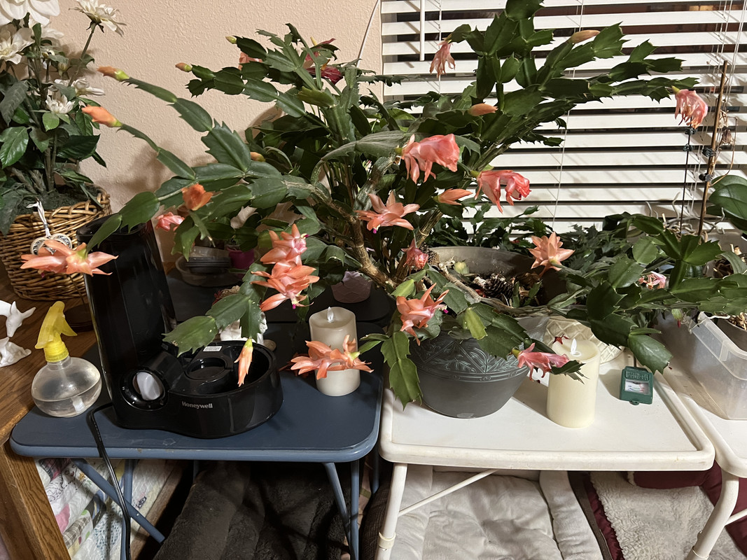 IMG-1008