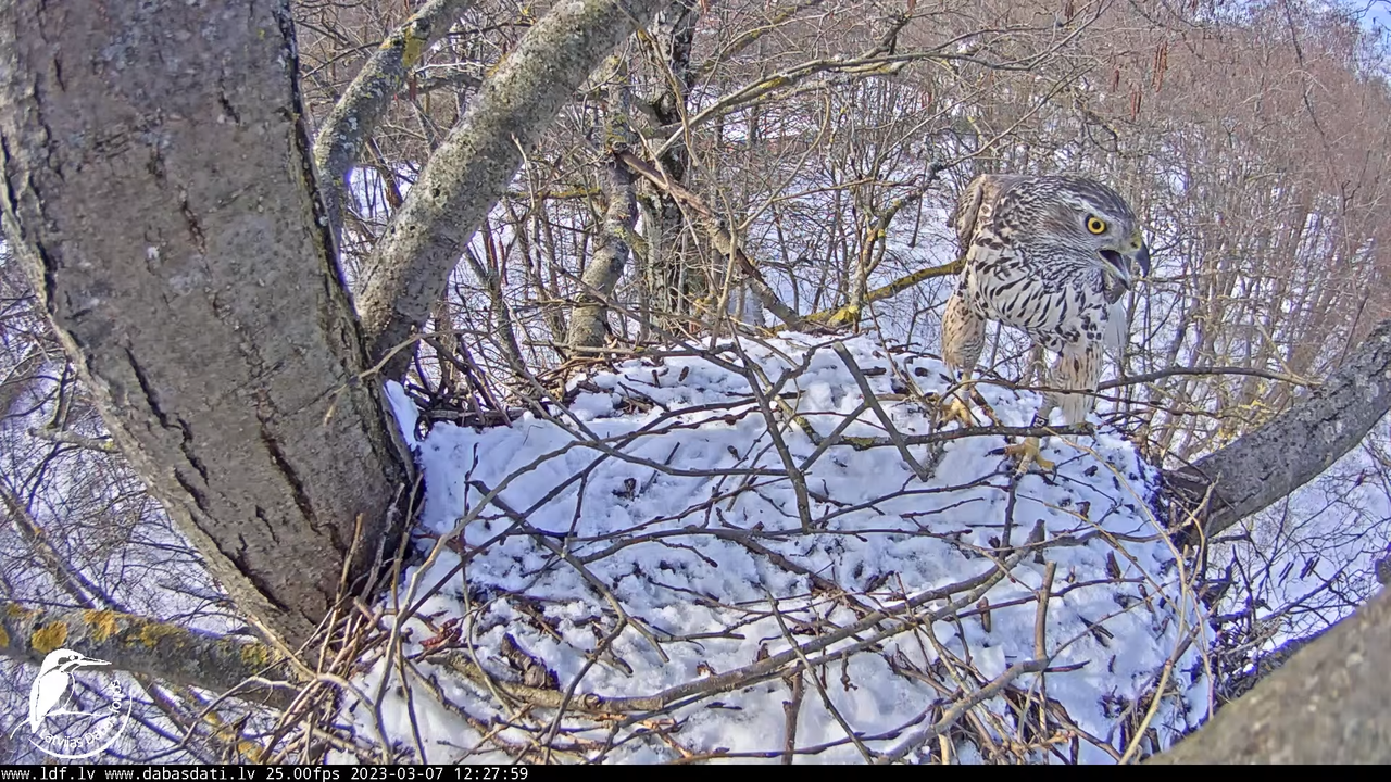 Vistu vanags (Accipiter gentilis) Rīgā - LDF tiešraide __ Goshawks, Riga, Latvia 13-44-55 screenshot