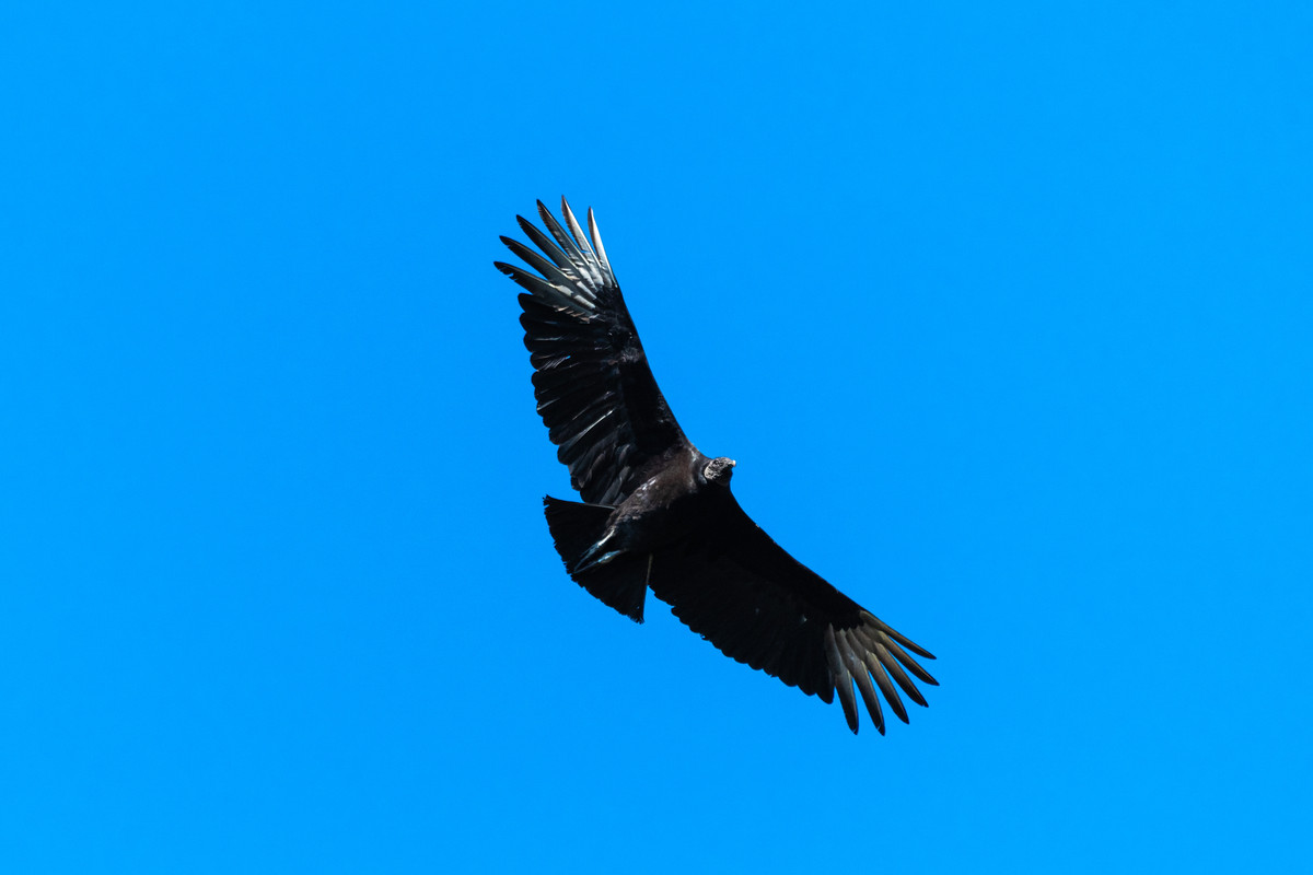 BlackVulture