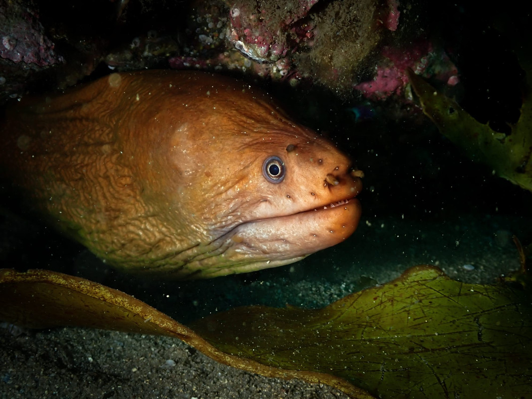 Marine life, Solitary predators with shocking bites and serpentine grace