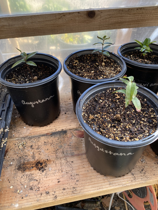 EF0BCD21-C842-43D7-A029-FF480882EC49