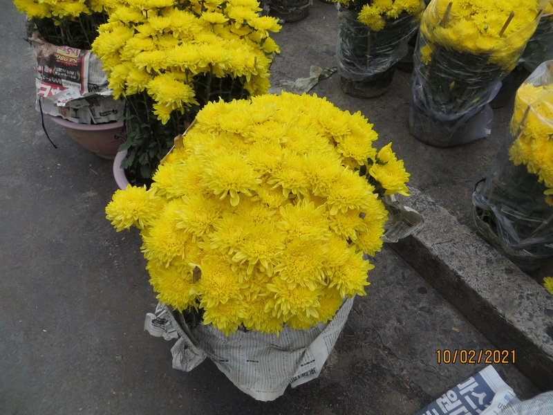 [Image: IMG-7786.jpg]