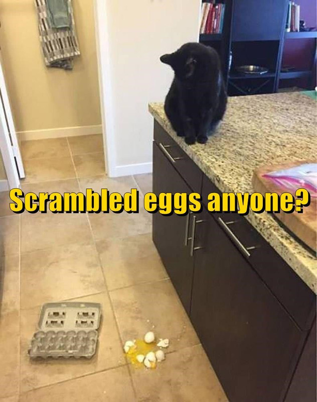 scrambled-eggs-anyone
