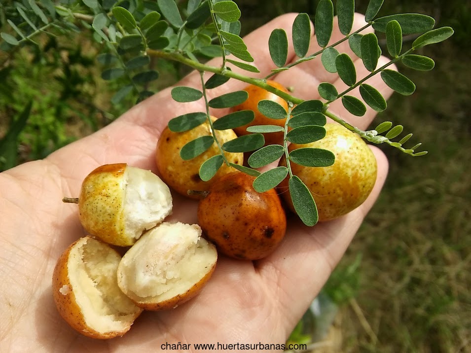 Huertasurbanas_com-ramas20190126_161133.jpg-20211209_162910chañar