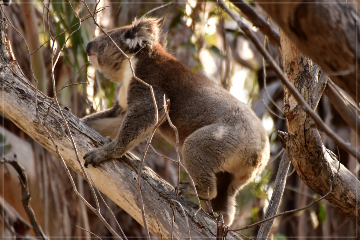 Australia (I): toma de contacto - Blogs de Australia - Kangaroo Island (61)