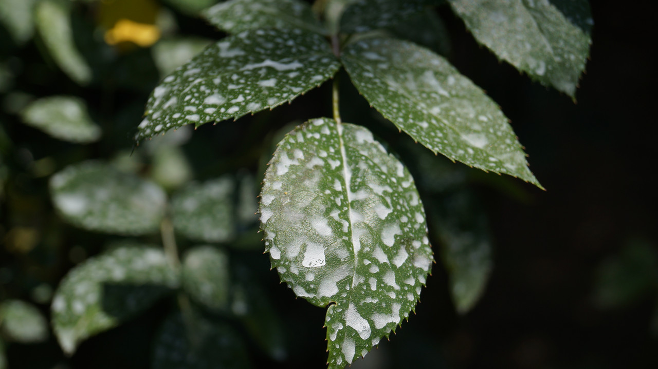 DSC00040
