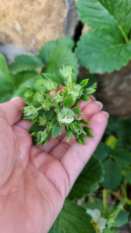 jyKEXtgQ6FSA1M7KDFyEUf5ojZ1rAn8qSph-t8ynwVnxAPVfcaySrWm2cLrVL6wP2hnhW61rIuZXK5yg5cpg0Xop