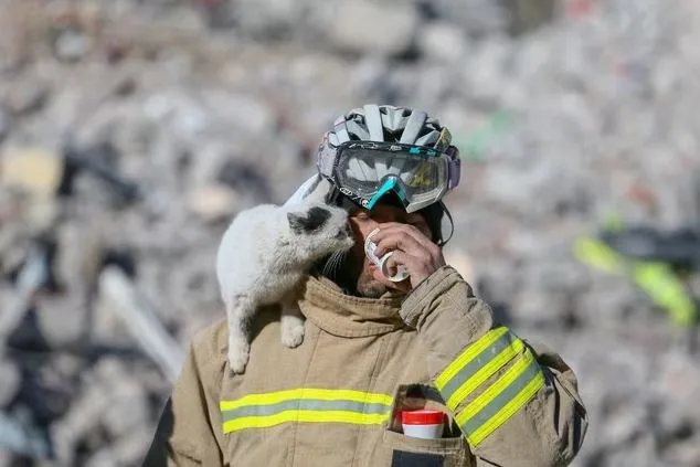 Enkaz: gato rescatado en Turquía que no se separa del bombero