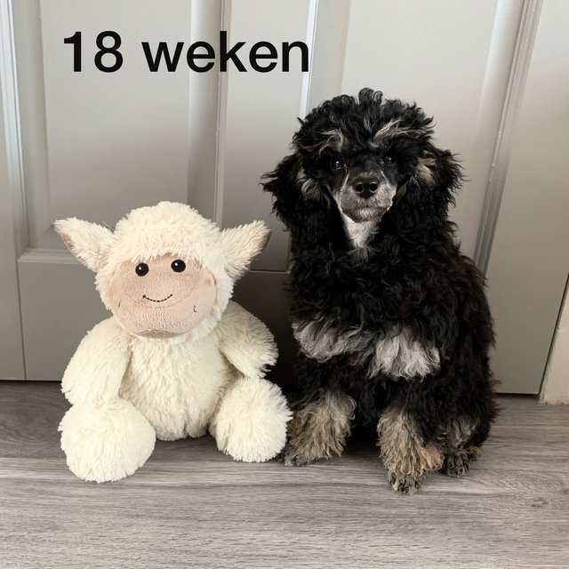 Afbeelding