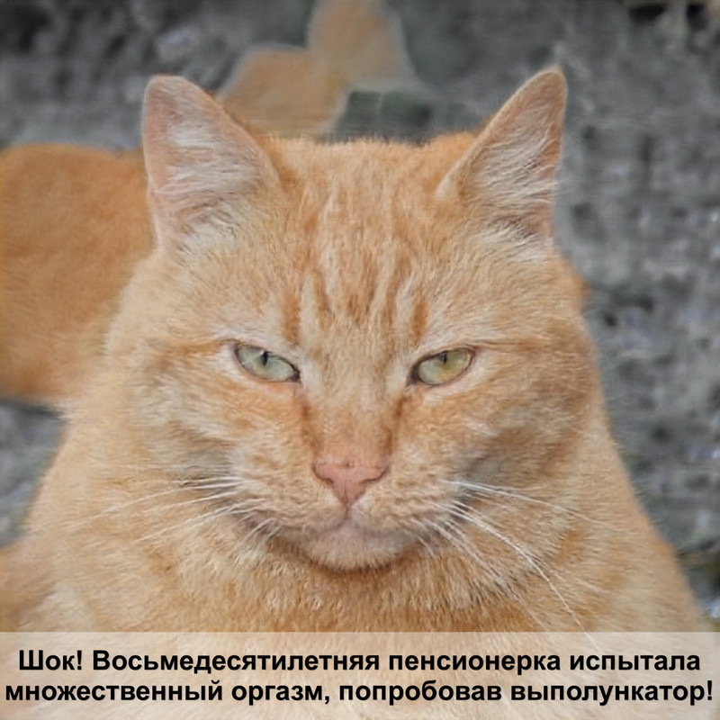 какого окраса тайская кошка