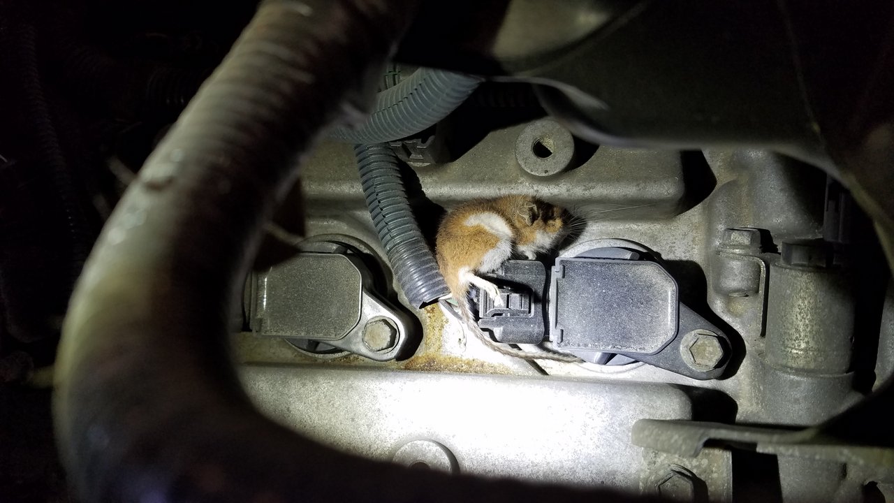 valve-cover-guy.jpg