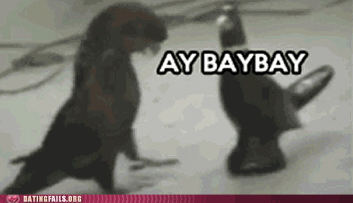 giphy.gif
