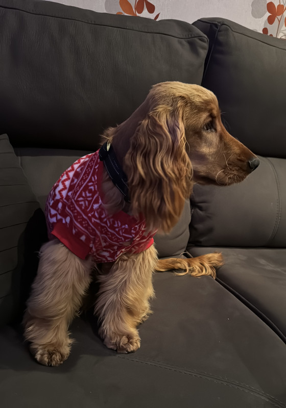 Gus
