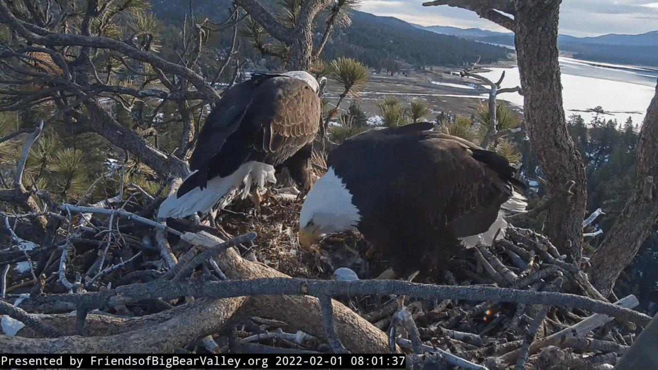 Webp.net-gifmaker (5)