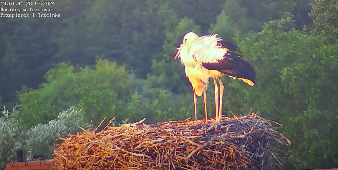 bubaspuszona(jest20jakbyco)
