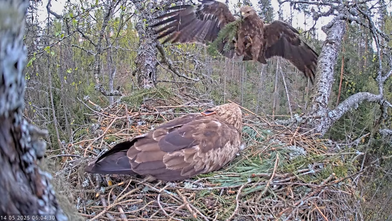 Väike-konnakotkas __ Clanga pomarina __ Lesser Spotted Eagle 9-37-12 screenshot
