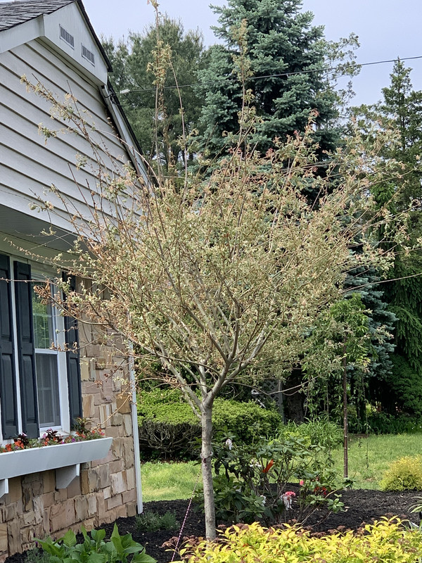 Dappling Willow Lawn Care Forum