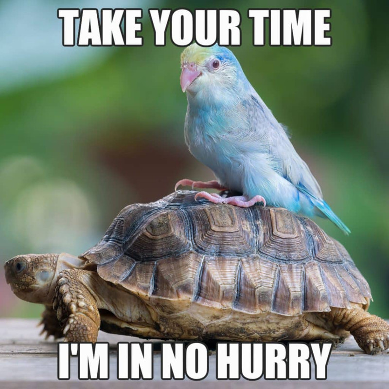 Turtle-Memes-9-1024x1024.jpg