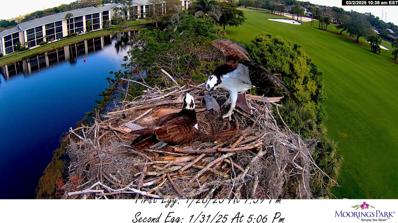 2025 Moorings Park Osprey tiešraides straume Naples, FL 16-47-15 screenshot