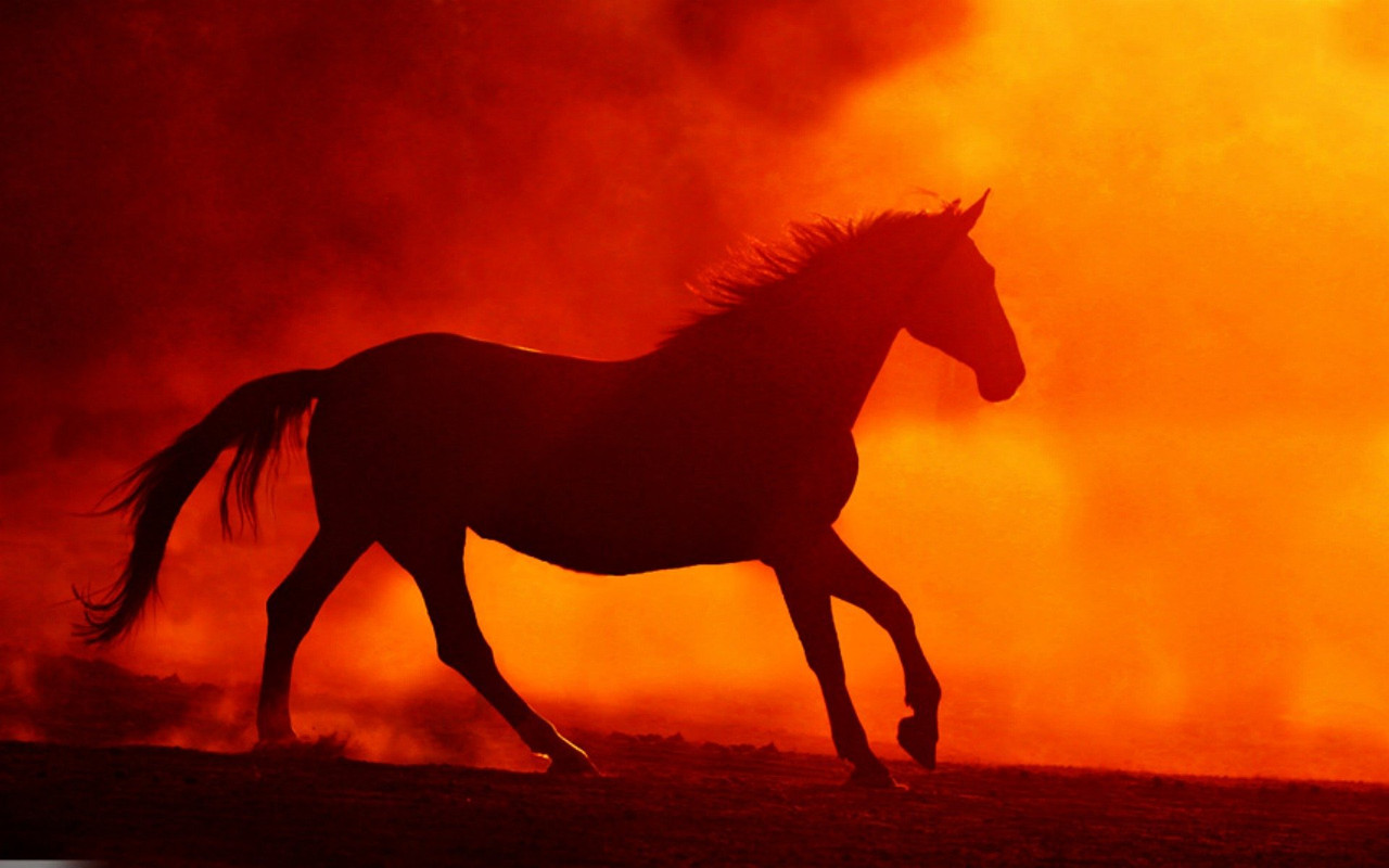 Most-Beautiful-horse-wallpaper-and-Pictures-for-PC