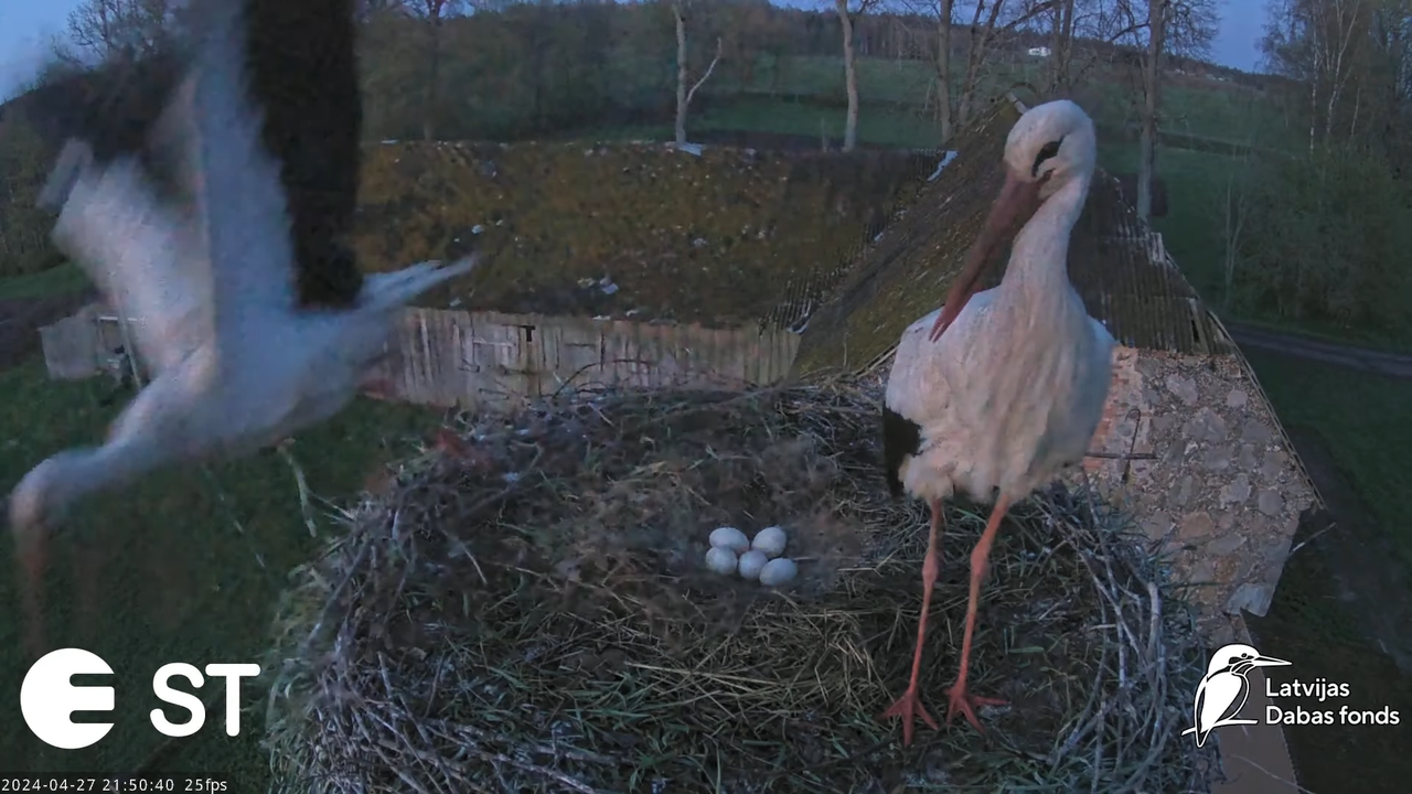 Baltie stārķi (Ciconia ciconia) Tukuma novadā - LDF tiešraide __ White storks in Tukums, Latvia 14-3