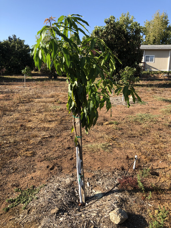 E3D6DBB2-D9BA-4779-8C56-20FF3A183429