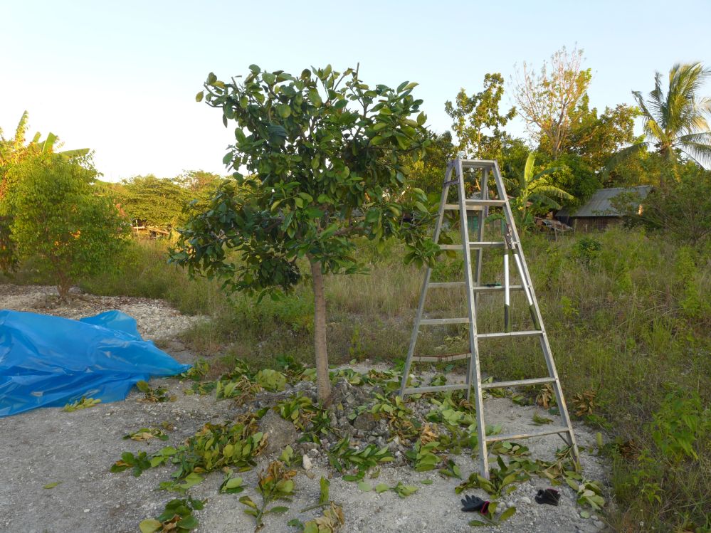 pomelo seedling 7 — Postimages
