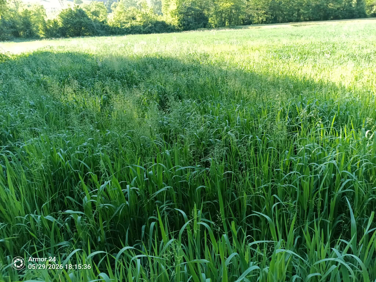 zob-2-jun.jpg