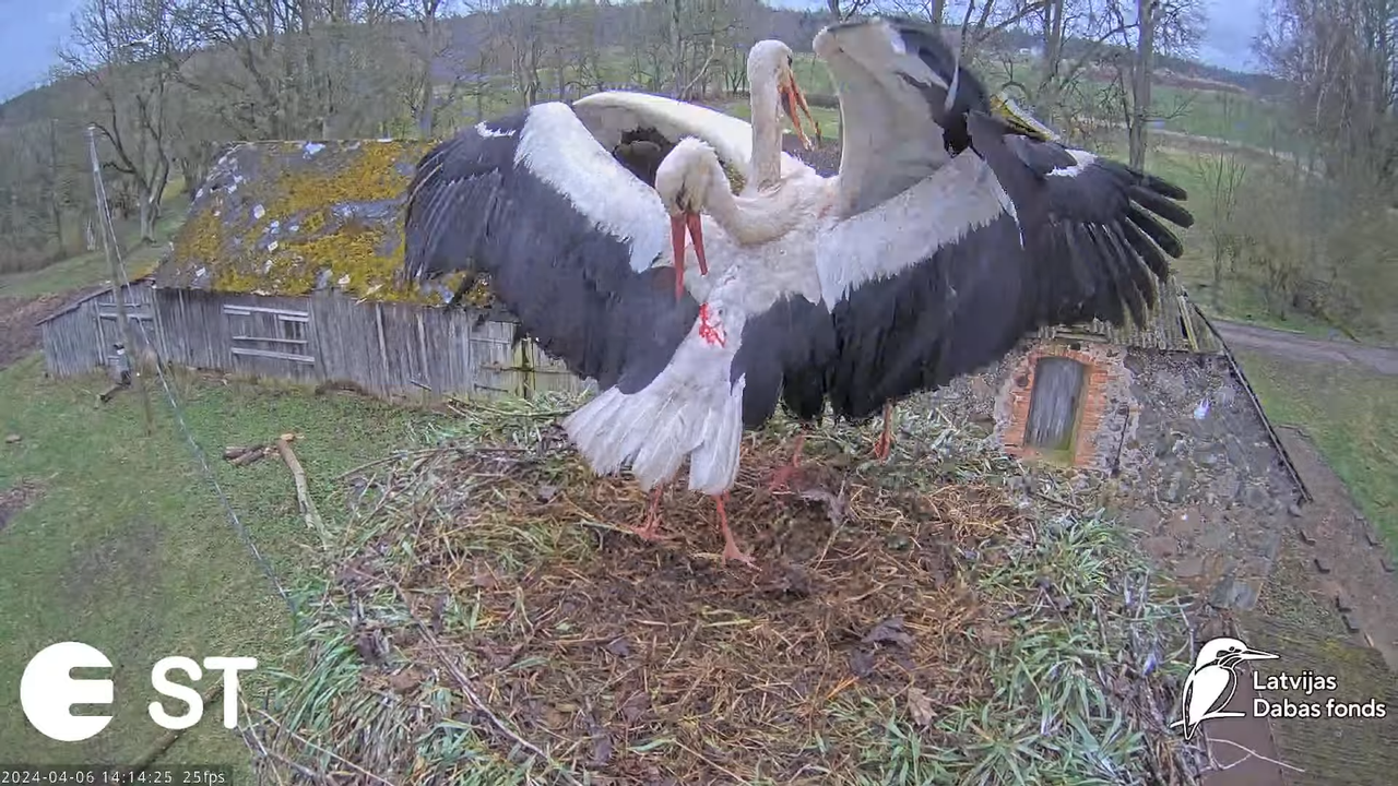 Baltie stārķi (Ciconia ciconia) Tukuma novadā - LDF tiešraide __ White storks in Tukums, Latvia 17-1