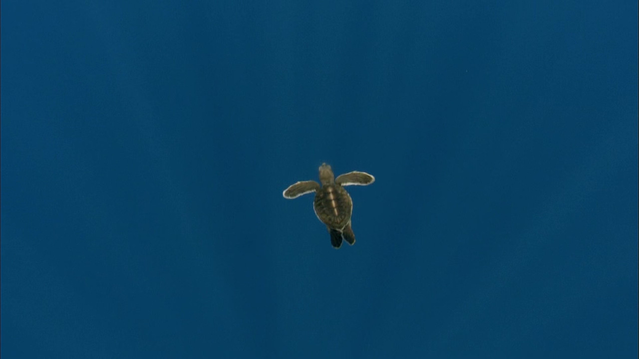 Africa (2001) - S01E01 - Savanna Homecoming (1080p BluRay x265 S