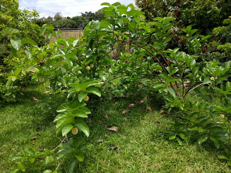Ndea tree Sarcocephalus latifolius