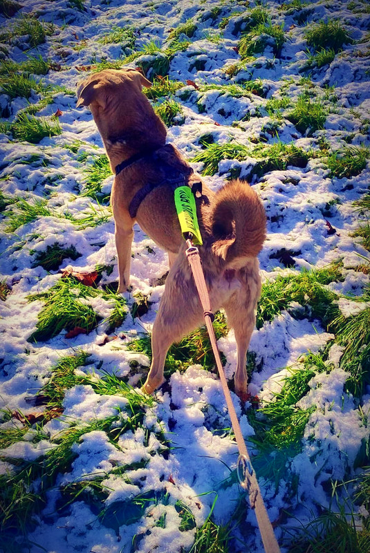 Walking Asher 3