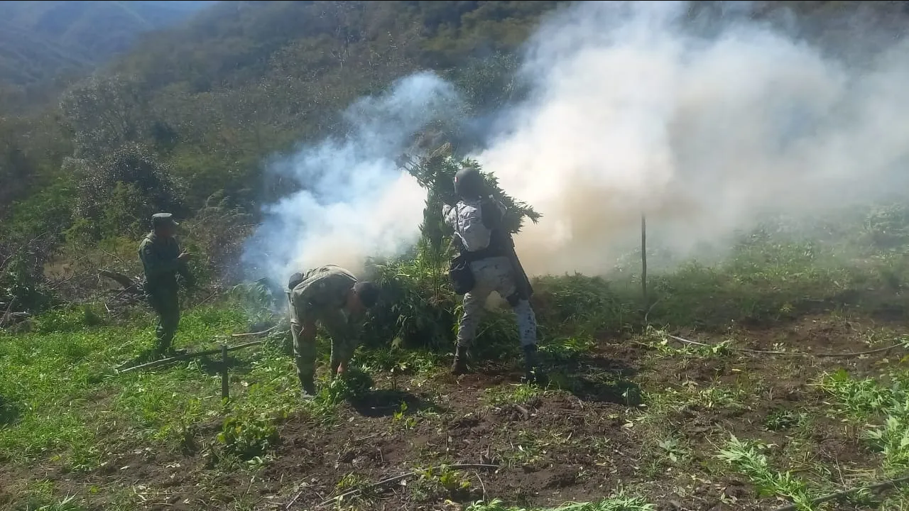 Guardia Nacional y Ejército destruyen sembradíos de marihuana Michoacán