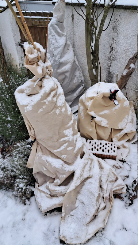 Winterschutz 11 diverse 20260106 113004