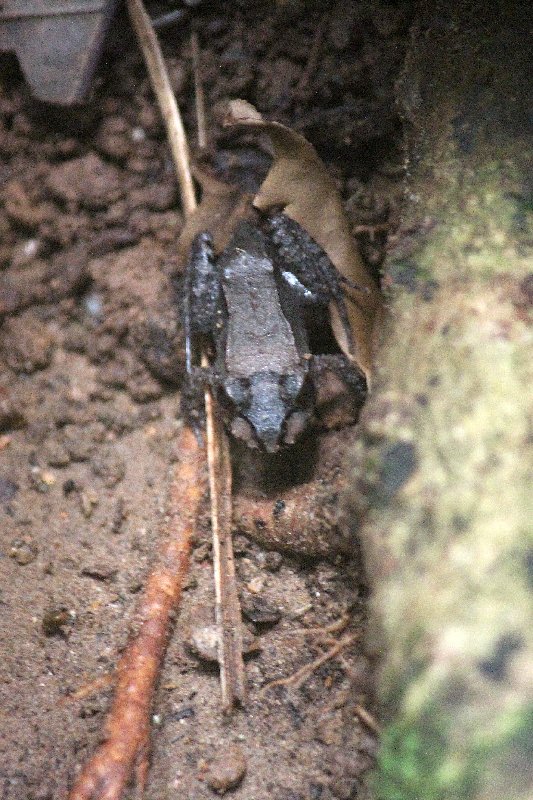 DIA 13: EXCURSIÓN DE UN DÍA A CORCOVADO - DE TORTUGAS Y PEREZOSOS. COSTA RICA 2019 (42)