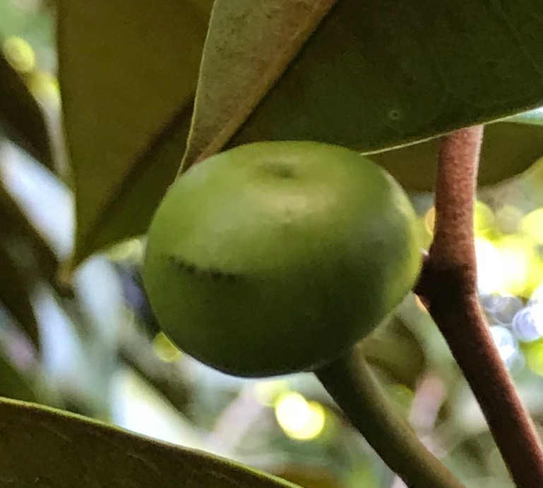 Caimito Fruit 112018