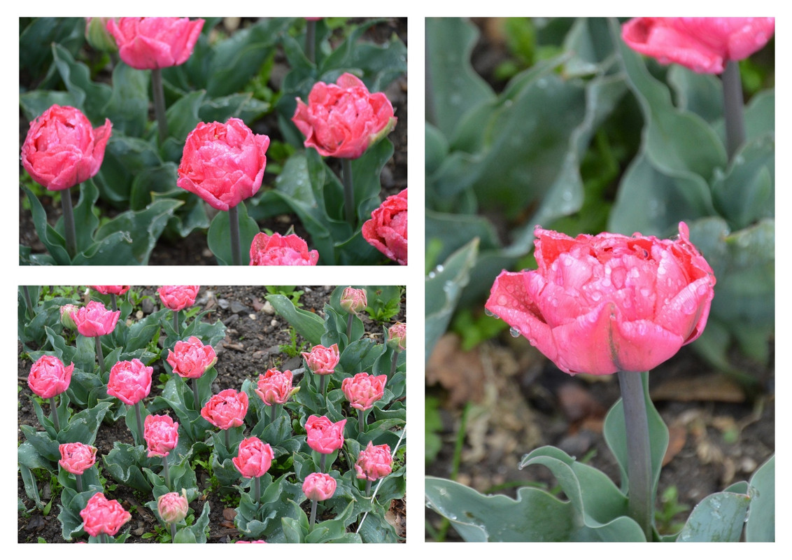 Новый коллаж.jpg 26